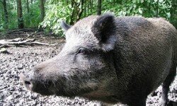 Все очаги чумы среди домашних свиней на территории области ликвидированы